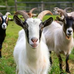 Ingin Ternak Menguntungkan? Coba Budidaya Kambing Etawa