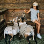 Langkah Dasar Memulai Ternak Kambing Etawa bagi Pemula