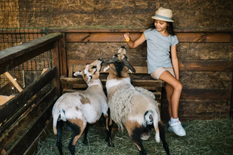 Langkah Dasar Memulai Ternak Kambing Etawa bagi Pemula