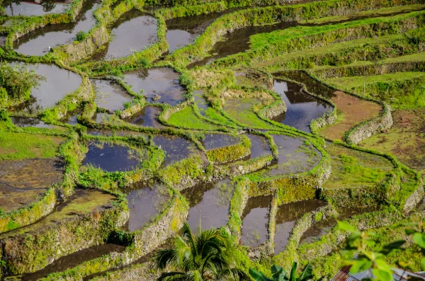 Pengelolaan Air Menentukan Keberhasilan Kebun di Atas Gambut